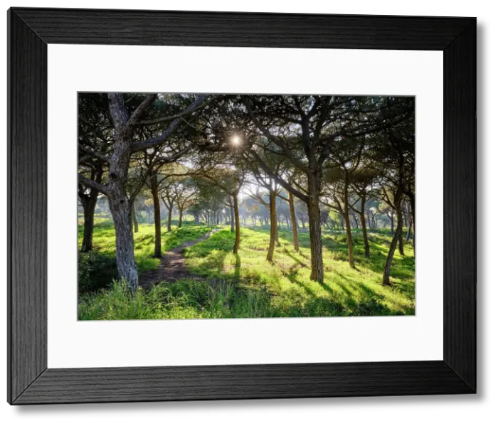 Framed Print : Medos National Forest, a Botanical Reserve. Almada, Portugal Framed Print : Medos National Forest, a Botanical Reserve. Almada, Portugal