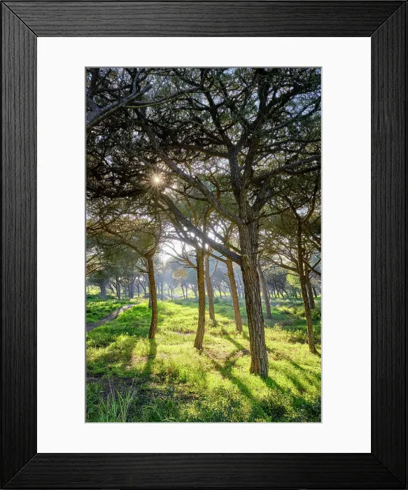 Framed Print : Medos National Forest, a Botanical Reserve. Almada, Portugal Framed Print : Medos National Forest, a Botanical Reserve. Almada, Portugal