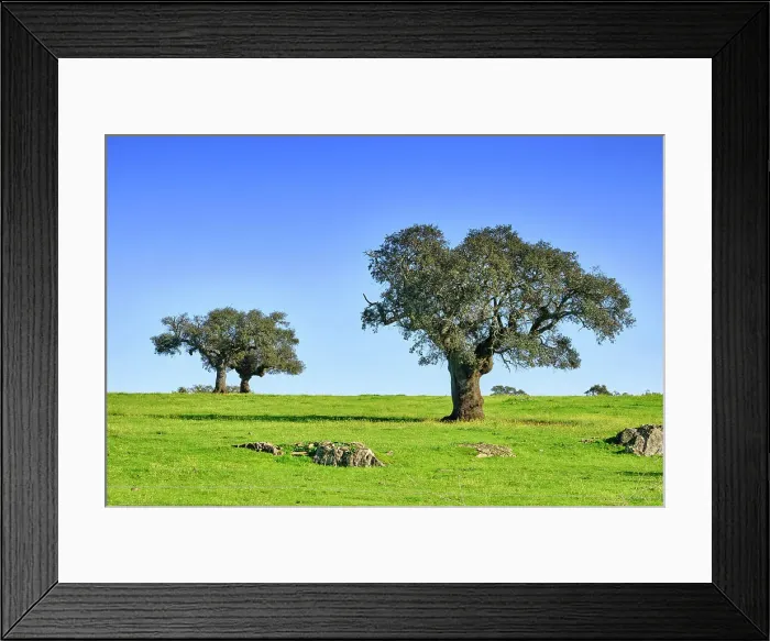 Framed Print : Holm oaks in Spring. Monforte, Alentejo. Portugal