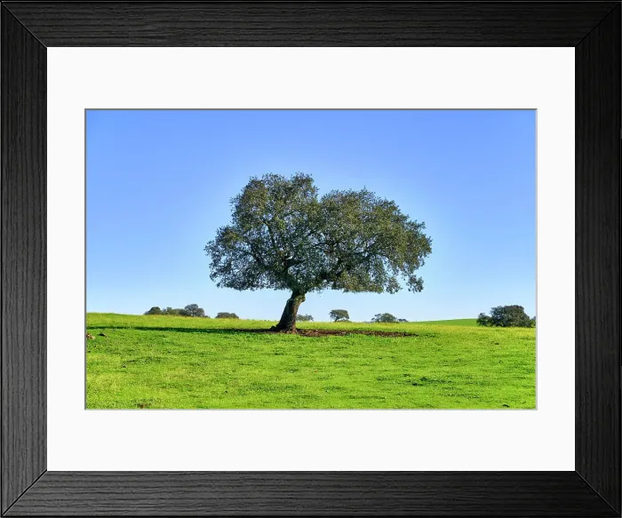 Framed Print : Holm oak in Spring. Monforte, Alentejo. Portugal