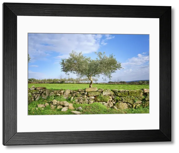 Framed Print : Traditional stone wall at Vila Cha da Braciosa with olive tree. Miranda do Douro, Tras-os-Montes. Portugal