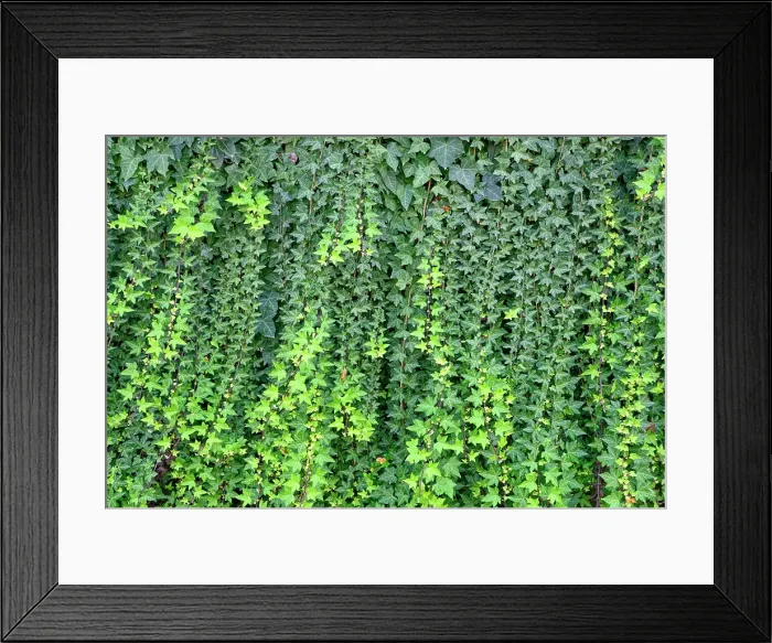 Framed Print : Hedera helix, the common ivy. Portugal Framed Print : Hedera helix, the common ivy. Portugal