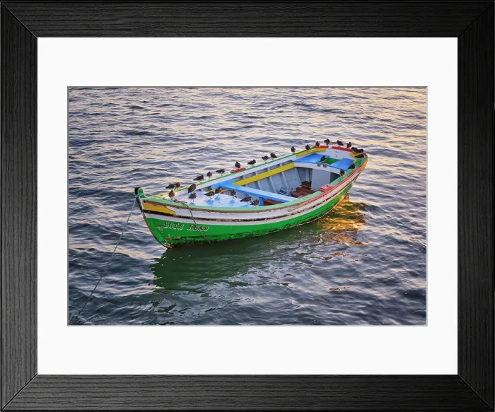 Framed Print : Sanderlings on a traditional boat of the Tagus river. Alcochete, Portugal Framed Print : Sanderlings on a traditional boat of the Tagus river. Alcochete, Portugal