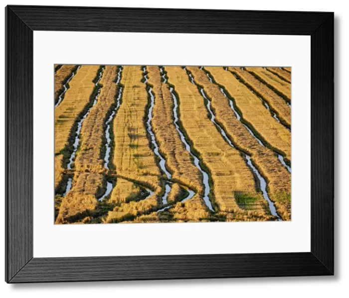 Framed Print : A rice field in the Sado Estuary Nature Reserve after the harvesting. Comporta, Portugal Framed Print : A rice field in the Sado Estuary Nature Reserve after the harvesting. Comporta, Portugal