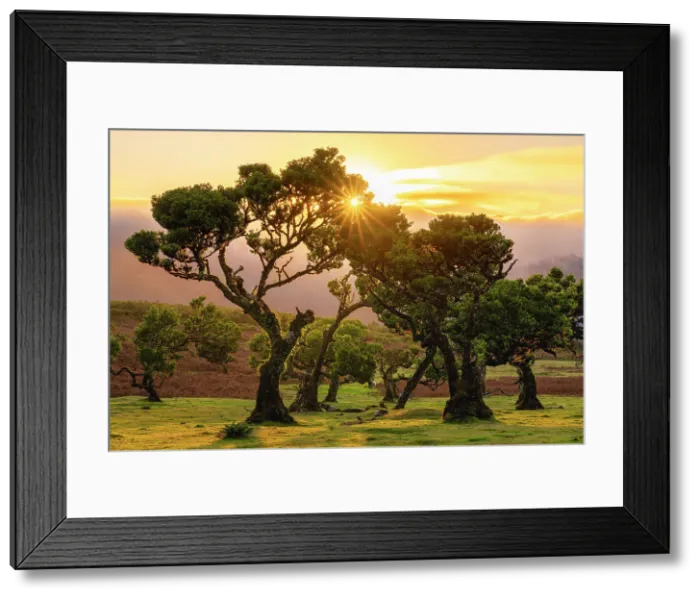 Framed Print : Laurel tree at sunset, UNESCO, Sao Vicente, Madeira, Portugal Framed Print : Laurel tree at sunset, UNESCO, Sao Vicente, Madeira, Portugal