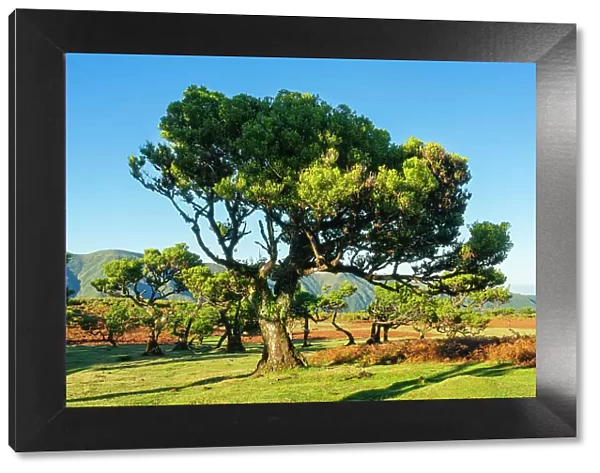 Laurel tree, UNESCO, Sao Vicente, Madeira, Portugal