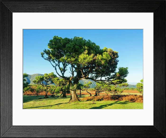 Framed Print : Laurel tree, UNESCO, Sao Vicente, Madeira, Portugal Framed Print : Laurel tree, UNESCO, Sao Vicente, Madeira, Portugal