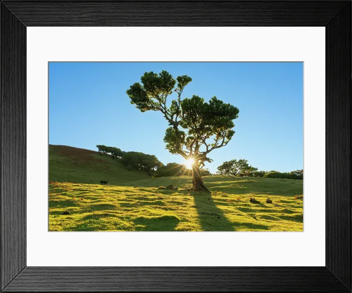 Framed Print : Laurel tree at sunrise, UNESCO, Sao Vicente, Madeira, Portugal Framed Print : Laurel tree at sunrise, UNESCO, Sao Vicente, Madeira, Portugal