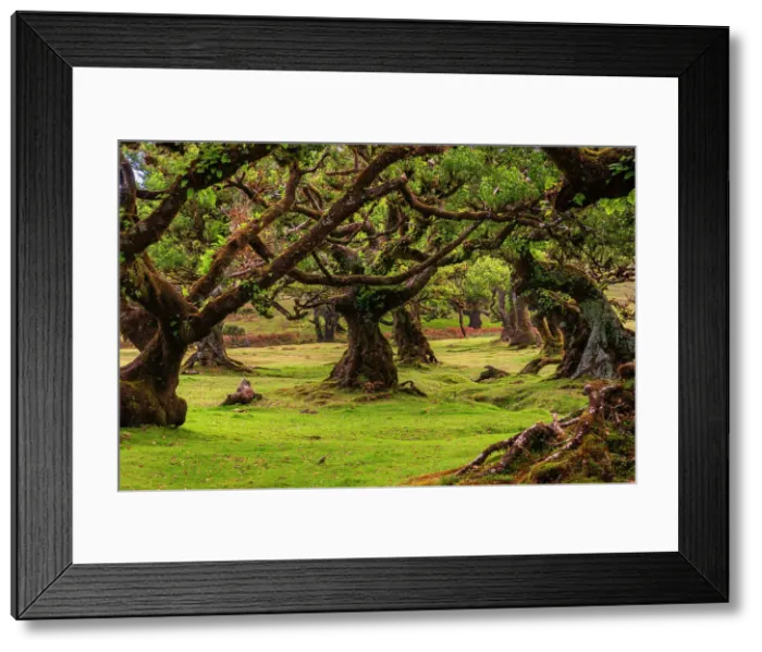 Framed Print : Laurel tree forest, UNESCO, Sao Vicente, Madeira, Portugal Framed Print : Laurel tree forest, UNESCO, Sao Vicente, Madeira, Portugal
