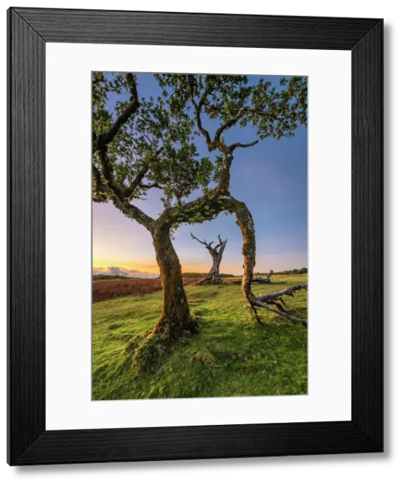 Framed Print : Laurel tree at dusk, UNESCO, Sao Vicente, Madeira, Portugal Framed Print : Laurel tree at dusk, UNESCO, Sao Vicente, Madeira, Portugal
