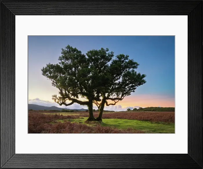 Framed Print : Laurel tree at dusk, UNESCO, Sao Vicente, Madeira, Portugal Framed Print : Laurel tree at dusk, UNESCO, Sao Vicente, Madeira, Portugal