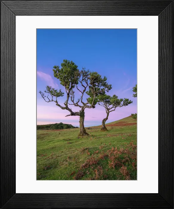 Framed Print : Laurel tree at dusk, UNESCO, Sao Vicente, Madeira, Portugal Framed Print : Laurel tree at dusk, UNESCO, Sao Vicente, Madeira, Portugal