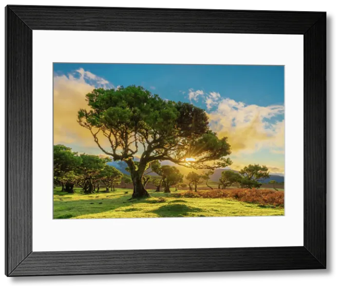 Framed Print : Laurel tree at sunset, UNESCO, Sao Vicente, Madeira, Portugal Framed Print : Laurel tree at sunset, UNESCO, Sao Vicente, Madeira, Portugal