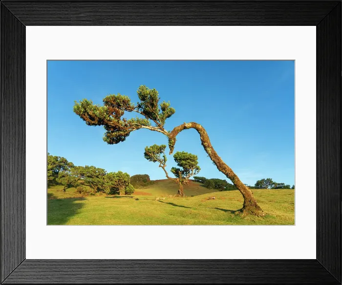 Framed Print : Laurel tree, UNESCO, Sao Vicente, Madeira, Portugal