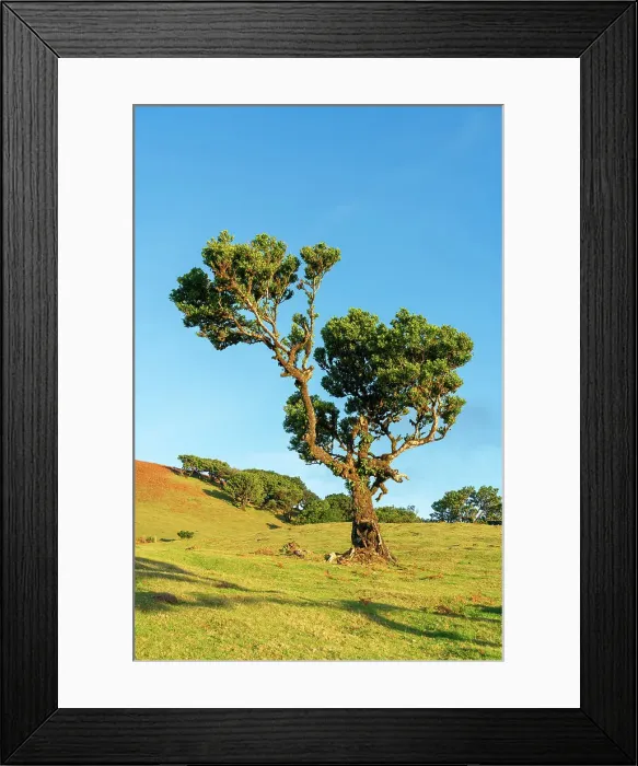 Framed Print : Laurel tree, UNESCO, Sao Vicente, Madeira, Portugal Framed Print : Laurel tree, UNESCO, Sao Vicente, Madeira, Portugal