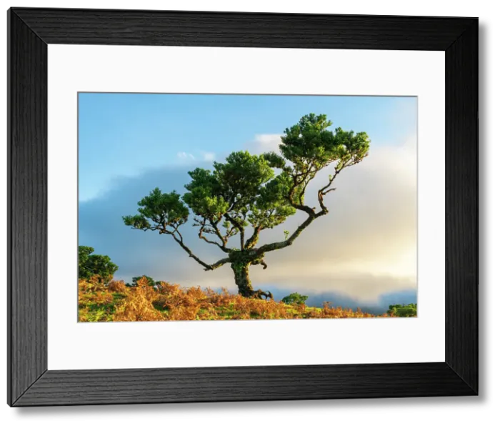 Framed Print : Laurel tree, UNESCO, Sao Vicente, Madeira, Portugal Framed Print : Laurel tree, UNESCO, Sao Vicente, Madeira, Portugal