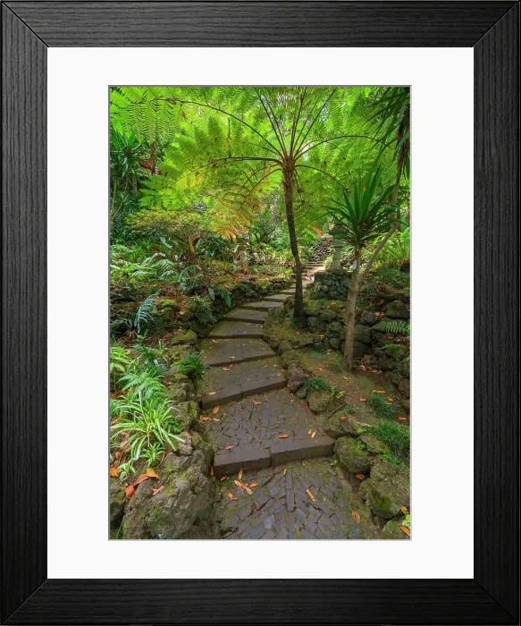 Framed Print : Path amidst green plants leading through Monte Palace Tropical Garden, Funchal, Madeira, Portugal Framed Print : Path amidst green plants leading through Monte Palace Tropical Garden, Funchal, Madeira, Portugal