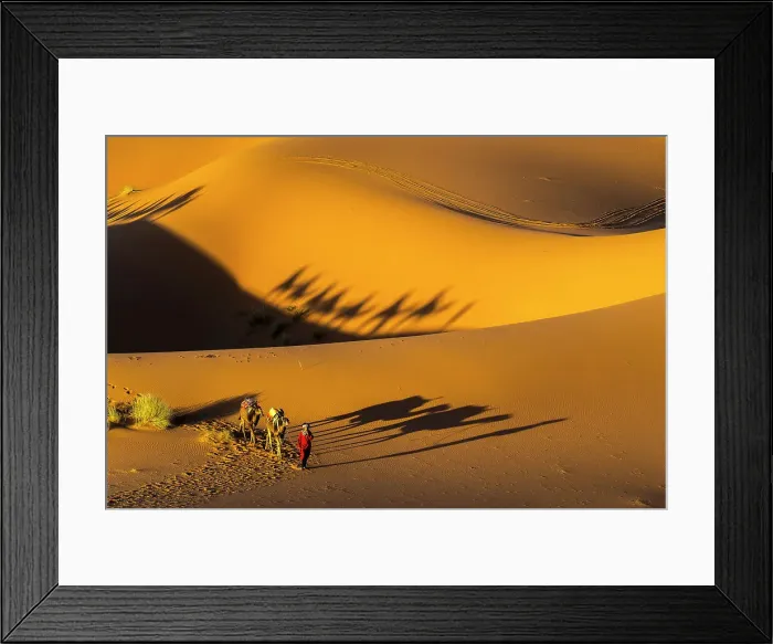 Framed Print : Man leading camels across the Erg Chebbi dunes in the Sahara Desert, Merzouga, Morocco Framed Print : Man leading camels across the Erg Chebbi dunes in the Sahara Desert, Merzouga, Morocco