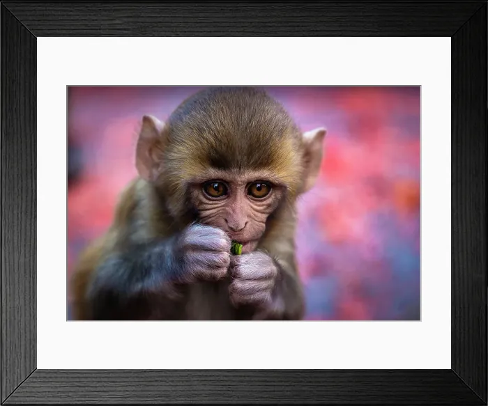 Framed Print : Rhesus macaque (Macaca mulatta) at Swayambhunath Stupa, Kathmandu, Nepal Framed Print : Rhesus macaque (Macaca mulatta) at Swayambhunath Stupa, Kathmandu, Nepal