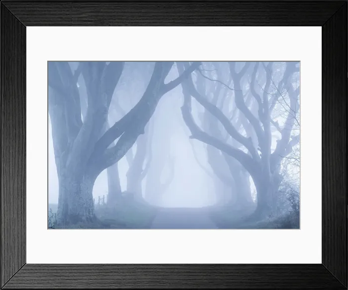 Framed Print : Foggy trees at the world famous Dark Hedges beech avenue in County Antrim, Northern Ireland Framed Print : Foggy trees at the world famous Dark Hedges beech avenue in County Antrim, Northern Ireland