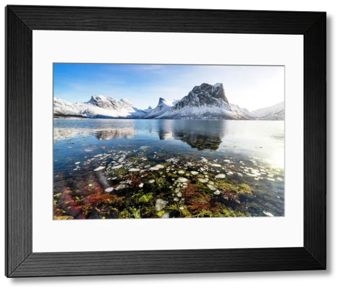Framed Print : Plants under the frozen surface of the arctic sea in winter, Bergsfjorden, Senja, Troms county, Norway