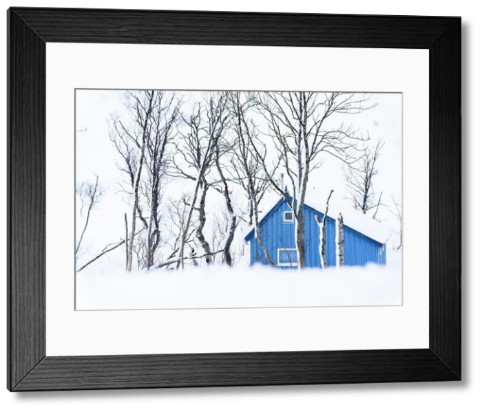 Framed Print : Isolated house covered with snow framed by frozen trees, Kvaloya, Sommaroy, Troms county, Norway Framed Print : Isolated house covered with snow framed by frozen trees, Kvaloya, Sommaroy, Troms county, Norway