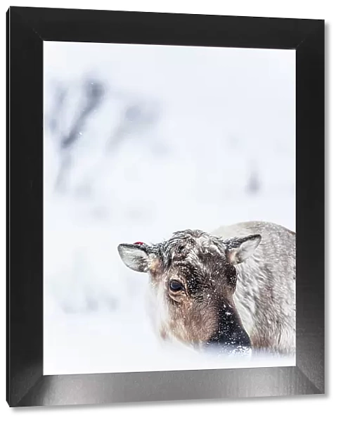 Portrait of reindeer in the frozen snowy landscape, Kvaloya, Sommaroy, Troms county, Norway
