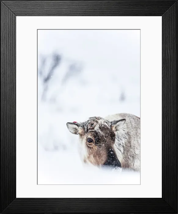 Framed Print : Portrait of reindeer in the frozen snowy landscape, Kvaloya, Sommaroy, Troms county, Norway Framed Print : Portrait of reindeer in the frozen snowy landscape, Kvaloya, Sommaroy, Troms county, Norway