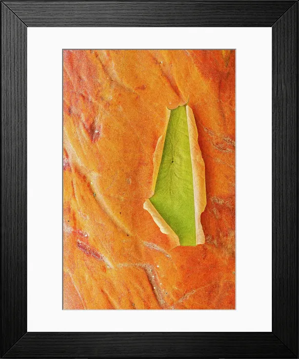 Framed Print : Bark of Arbutus (Pacific Madrone) (Arbutus menzeisii) tree. Canada's only native broad-leafed evergreen tree, Saltspring Island (Gulf Islands), British Columbia, Canada Framed Print : Bark of Arbutus (Pacific Madrone) (Arbutus menzeisii) tree. Canada's only native broad-leafed evergreen tree, Saltspring Island (Gulf Islands), British Columbia, Canada