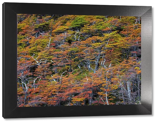 Beech trees in autumn, Torres del Paine National Park, Chile