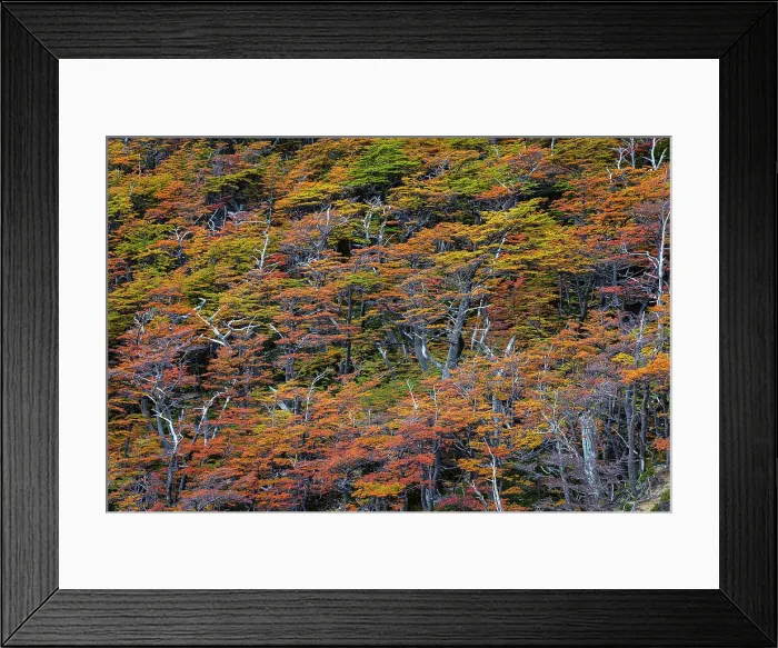 Framed Print : Beech trees in autumn, Torres del Paine National Park, Chile Framed Print : Beech trees in autumn, Torres del Paine National Park, Chile