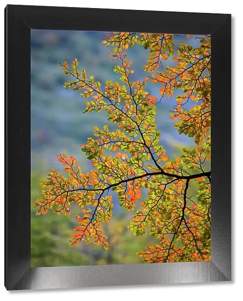 Autumn leaves, Torres del Paine National Park, Patagonia, Chile