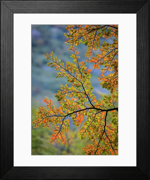 Framed Print : Autumn leaves, Torres del Paine National Park, Patagonia, Chile