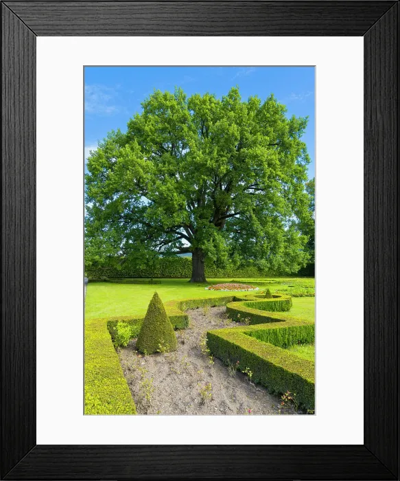 Framed Print : Tree in Zamecky park (The Castle Garden), Cesky Krumlov, South Bohemian Region, Czech Republic Framed Print : Tree in Zamecky park (The Castle Garden), Cesky Krumlov, South Bohemian Region, Czech Republic