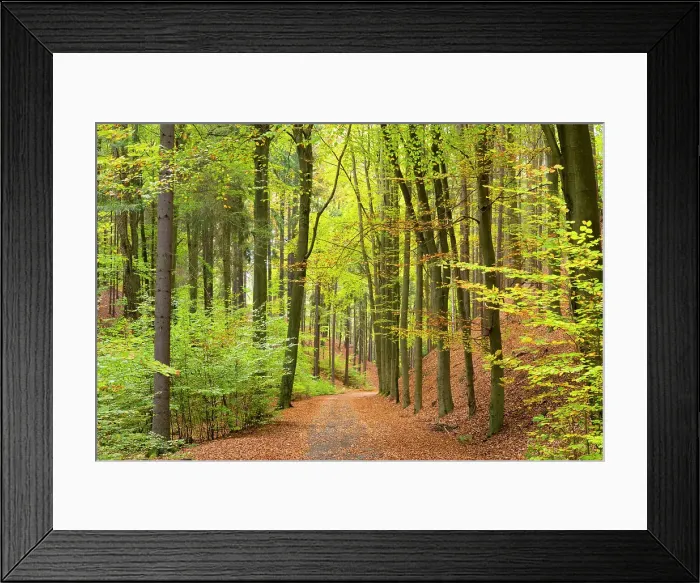 Framed Print : Path leading through forest, Hruba Skala, Bohemian Paradise Protected Landscape Area, Semily District, Liberec Region, Bohemia, Czech Republic Framed Print : Path leading through forest, Hruba Skala, Bohemian Paradise Protected Landscape Area, Semily District, Liberec Region, Bohemia, Czech Republic