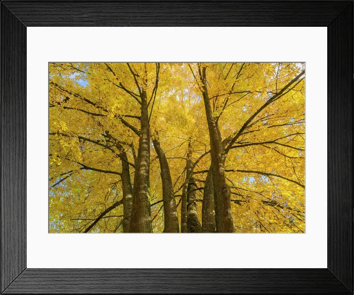 Framed Print : Low angle view of trees with yellow leaves in autumn, Hruba Skala, Bohemian Paradise Protected Landscape Area, Semily District, Liberec Region, Bohemia, Czech Republic Framed Print : Low angle view of trees with yellow leaves in autumn, Hruba Skala, Bohemian Paradise Protected Landscape Area, Semily District, Liberec Region, Bohemia, Czech Republic
