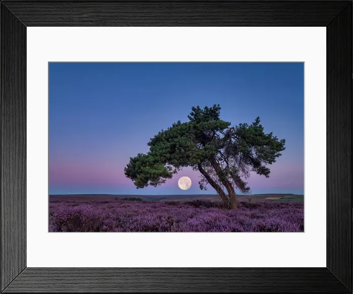Framed Print : Full Moon & Lone Pinetree in Heather, North Yorkshire Moors, England
