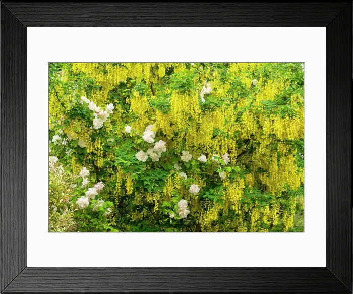 Framed Print : Laburnum & Roses, Norwich, Norfolk, England Framed Print : Laburnum & Roses, Norwich, Norfolk, England
