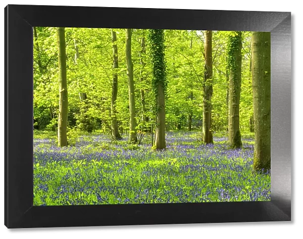 Bluebell Wood, Blickling Estate, Norfolk, England