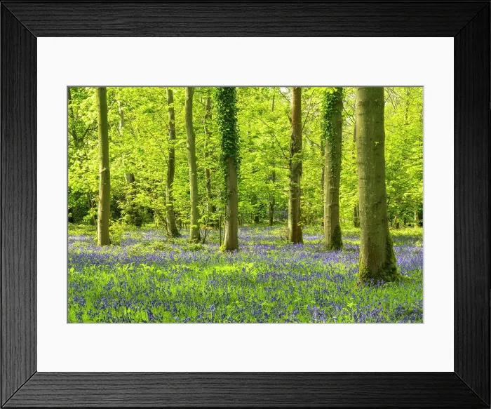 Framed Print : Bluebell Wood, Blickling Estate, Norfolk, England