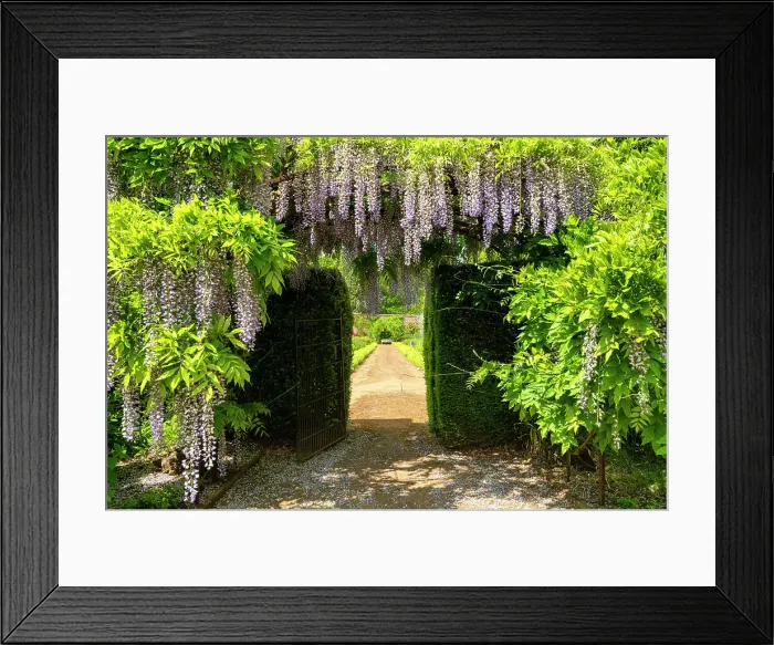 Framed Print : Chinese Wisteria, Bowood House & Gardens, Derry Hill, Calne, Wiltshire, England Framed Print : Chinese Wisteria, Bowood House & Gardens, Derry Hill, Calne, Wiltshire, England