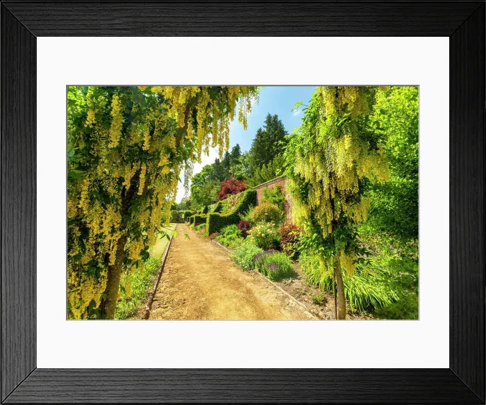 Framed Print : Laburnum in Walled Garden, Bowood House & Gardens, Derry Hill, Calne, Wiltshire, England Framed Print : Laburnum in Walled Garden, Bowood House & Gardens, Derry Hill, Calne, Wiltshire, England