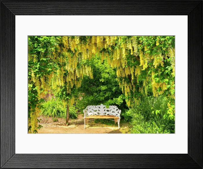 Framed Print : Laburnum Framing Bench, Bowood House & Gardens, Derry Hill, Calne, Wiltshire, England Framed Print : Laburnum Framing Bench, Bowood House & Gardens, Derry Hill, Calne, Wiltshire, England
