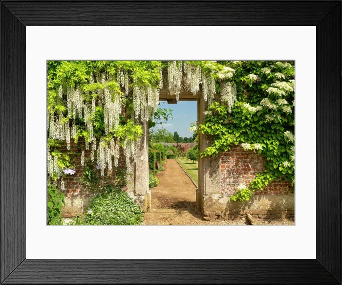 Framed Print : Wisteria Covered Door into Walled Garden, Bowood House & Gardens, Derry Hill, Calne, Wiltshire, England Framed Print : Wisteria Covered Door into Walled Garden, Bowood House & Gardens, Derry Hill, Calne, Wiltshire, England