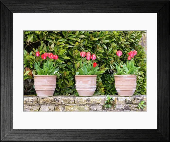 Framed Print : Blooming tulips in the Italian Garden, Hever Castle, Kent, England Framed Print : Blooming tulips in the Italian Garden, Hever Castle, Kent, England