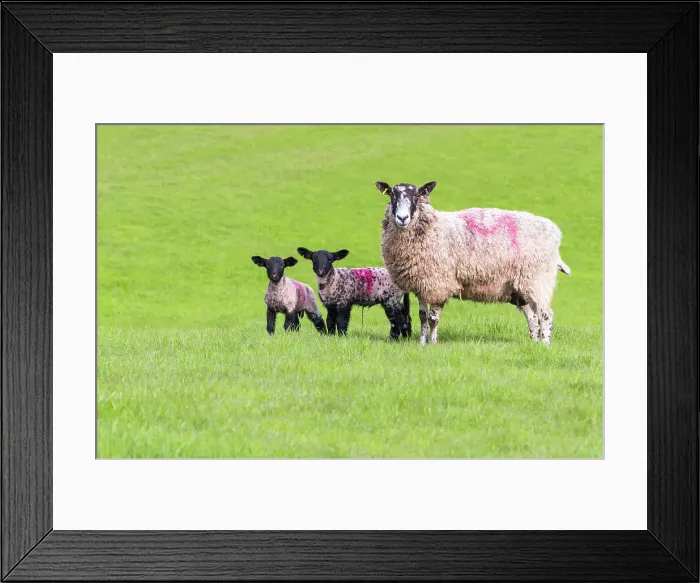 Framed Print : Sheep and lambs grazing in a field, Kent, England Framed Print : Sheep and lambs grazing in a field, Kent, England
