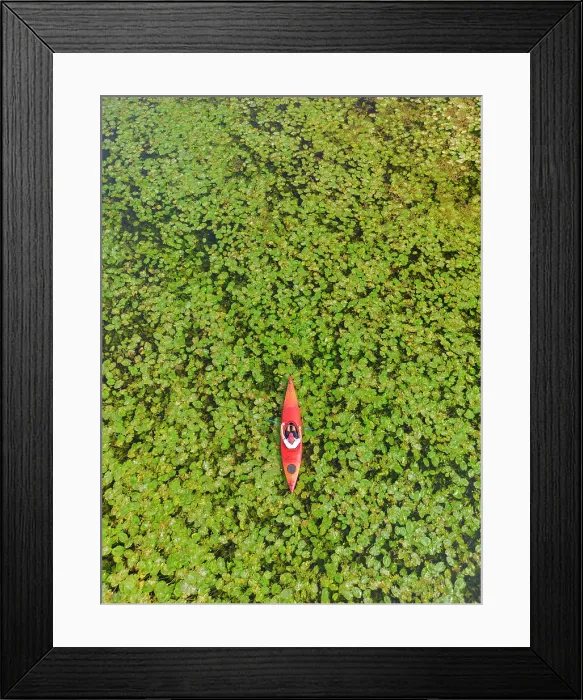 Framed Print : Kayaker in Lilypads, Norfolk Broads National Park, Norfolk, England