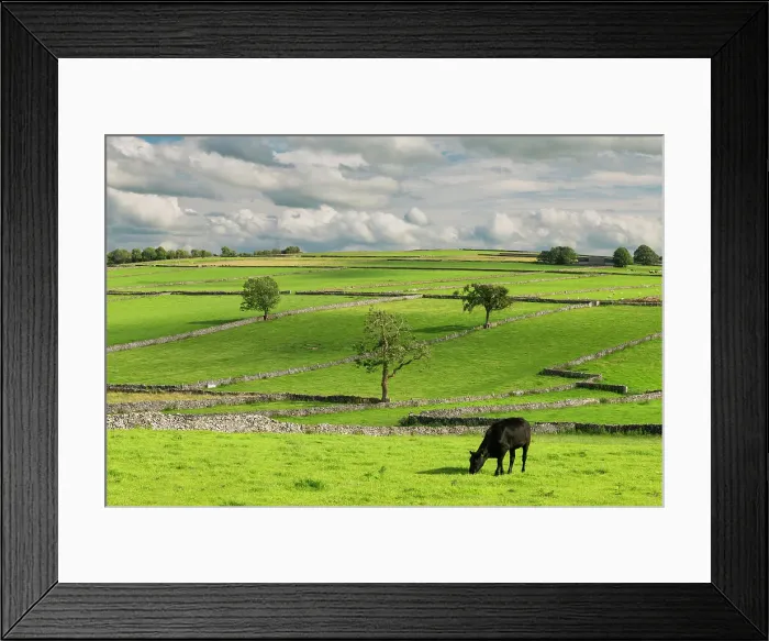 Framed Print : Grazing Cow, Litton, Peak District National Park, Derbyshire, England Framed Print : Grazing Cow, Litton, Peak District National Park, Derbyshire, England