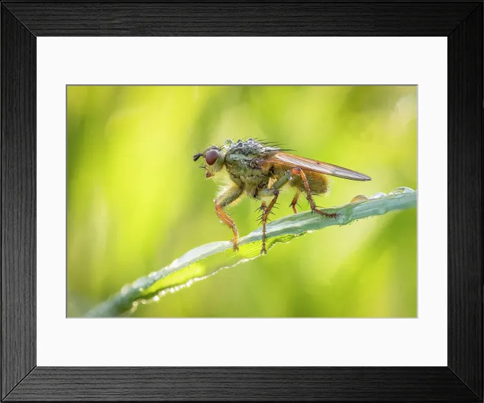Framed Print : Yellow dung fly (Scathophaga stercoraria), River Frome Water Meadows, Dorchester, Dorset, England, UK Framed Print : Yellow dung fly (Scathophaga stercoraria), River Frome Water Meadows, Dorchester, Dorset, England, UK