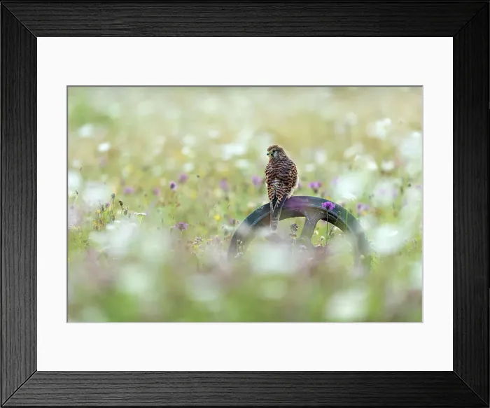 Framed Print : Female Kestrel (Falco tinnculus) (C) perched on old wheel, Andover, Hampshire, England, UK Framed Print : Female Kestrel (Falco tinnculus) (C) perched on old wheel, Andover, Hampshire, England, UK